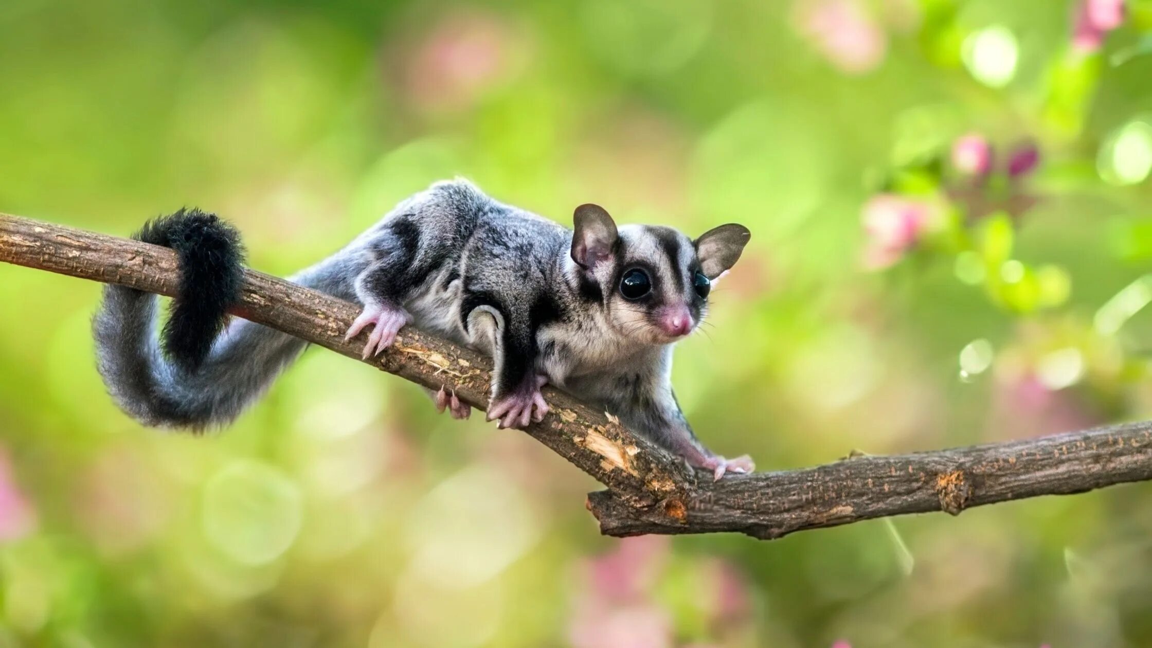 Sugar glider. Сумчатая белка летяга. Карликовый мышевидный опоссум. Сахарный поссум белый. Sugar glider.