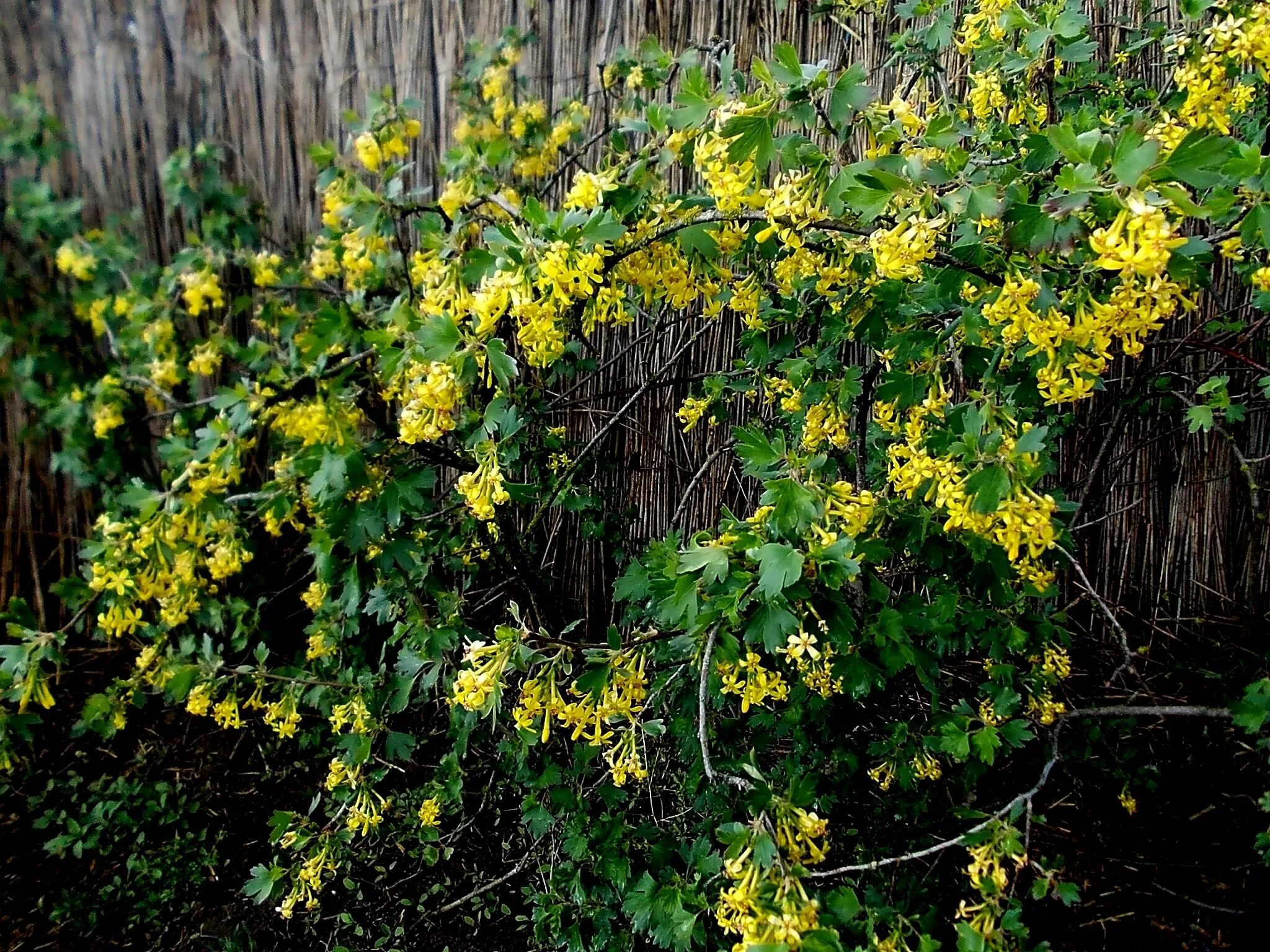 Смородина золотистая (ribes Aureum). Йошта куст. Золотистая смородина и йошта. Смородина золотистая кишмишная.