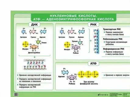 Нуклеиновые кислоты конспект 10 класс биология