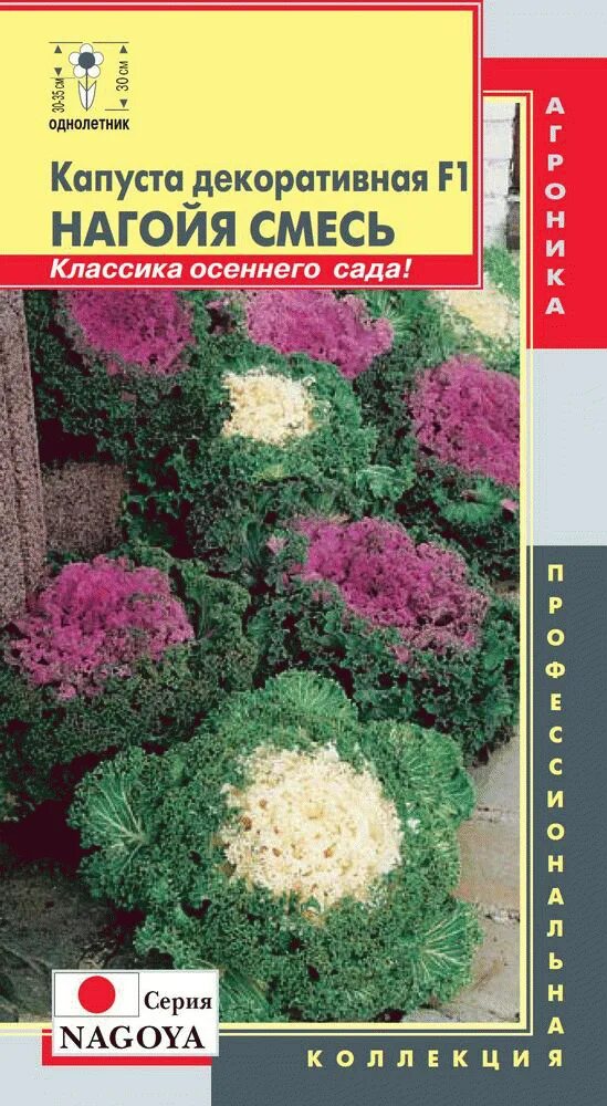Смесь цветной капусты. Капуста декоративная нагойя. Капуста декоративная осака розовая f1. Капуста смесь. Капуста смесь.