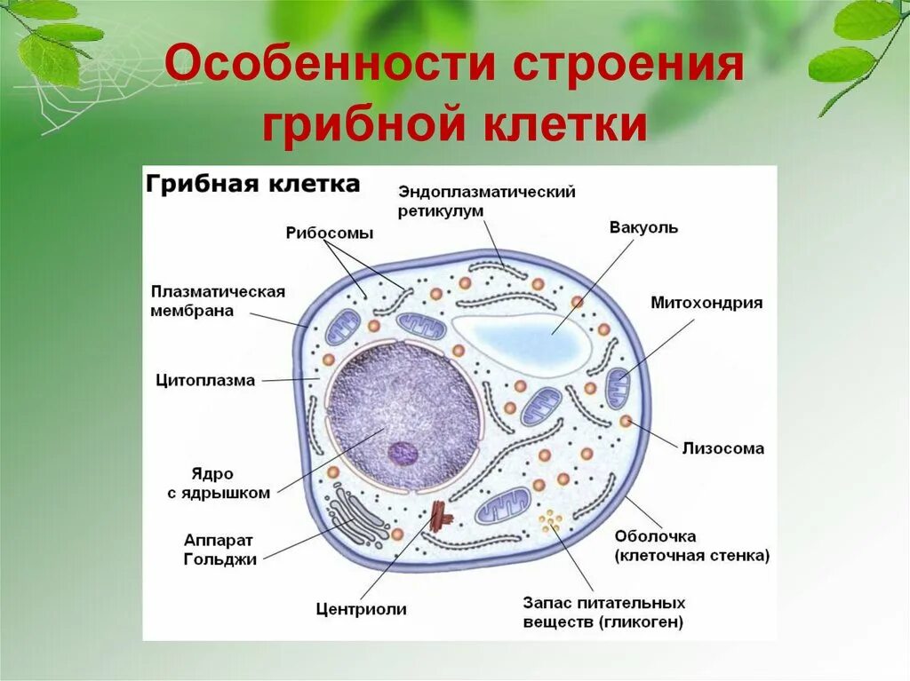 Грибная клетка отличия от растительной. Строение эукариотической клетки грибов. Строение клетки подпишите органоиды грибной клетки.. Грибная клетка строение и функции органоидов. Особенности строения клетки гриба.