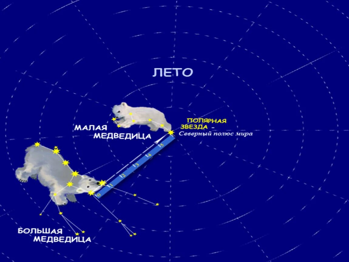 Большая медведица карты. Большая Медведица малая Медведица и Полярная звезда. Полярная звезда малой и большой медведицы. Большая и малая Медведица на небе с полярной звездой. Самая яркая звезда малой медведицы.