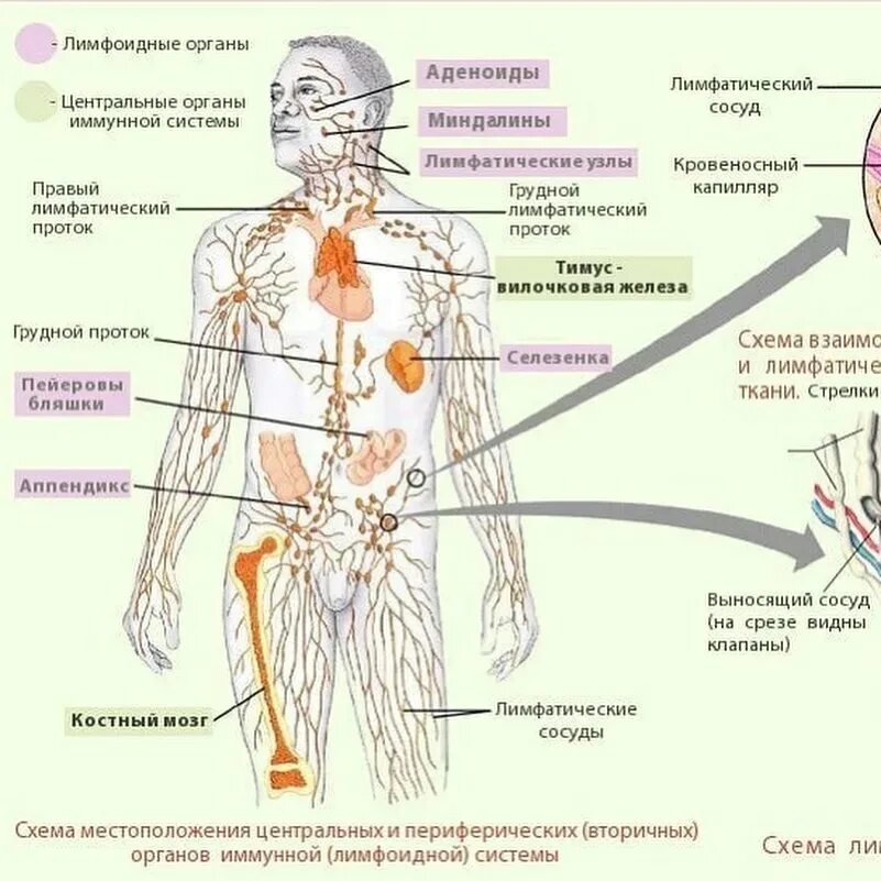 Нервы лимфатических сосудов. Лимфоидные органы анатомия. Почему лимфатические узлы нельзя массировать. Ток лимфы в организме человека схема. Поражение иммунной системы.
