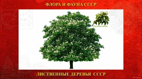 Лиственное дерево букв