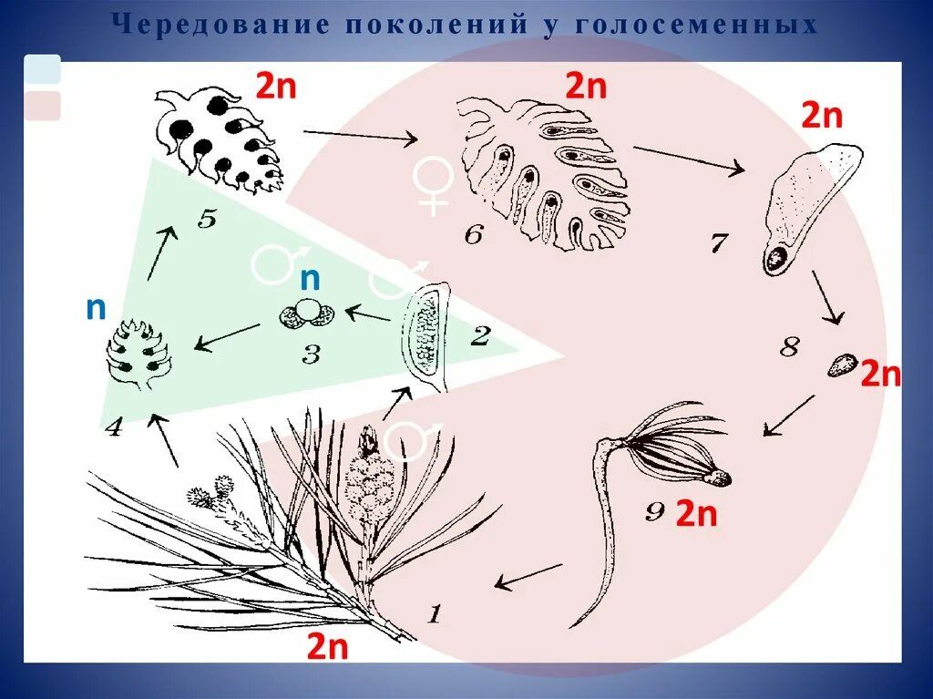 Спорофит сколько хромосом. Жизненный цикл голосеменных растений схема. Цикл развития голосеменных для ЕГЭ биология. Цикл развития голосеменных растений. Жизненный цикл развития голосеменных.