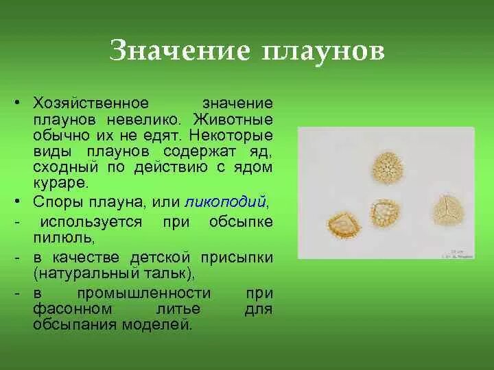 Какое значение плаунов в жизни человека. Значение плаунов. Значение плаунов в природе. Плауны роль в природе. Значение плауновидных в природе.