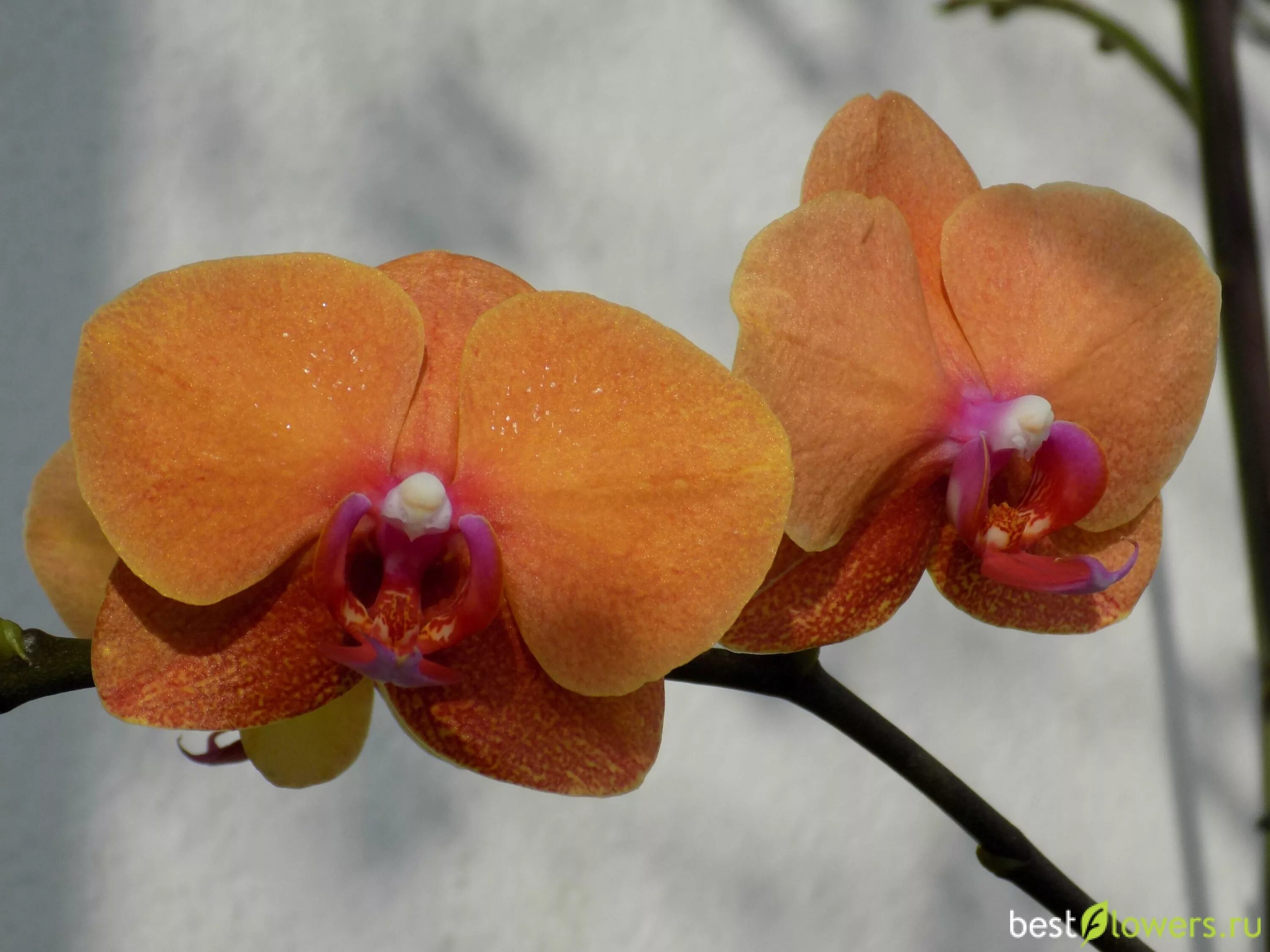 Surf song орхидея фаленопсис фото Орхидея Фаленопсис "Surf Song" купить