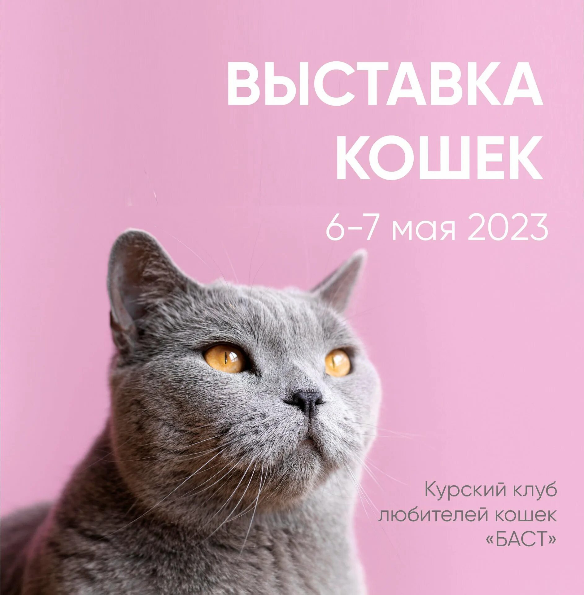 Выставка кошек курск мегагринн 2024. Баст выставка кошек. Выставка кошек Нижнекамск. Выставка кошек в Новосибирске 2023. Выставка кошек афиша.