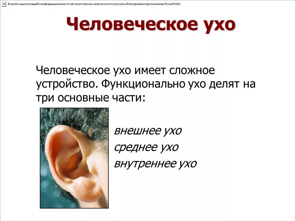 Ухо делится на. Аномалии наружного уха. Физика биоакустика внутреннее ухо. Воздух заполняет наружное ухо