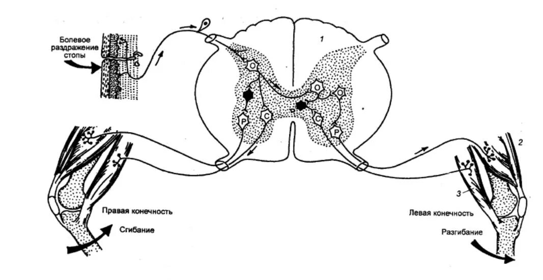 Дуга сгибательного рефлекса схема. Рефлекторная дуга сгибательного рефлекса схема. Шагательный рефлекс физиология рефлекторная дуга. Схема дуги шагательного рефлекса.