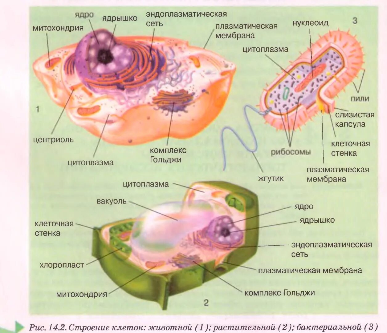 Общее строение организма животного это. Клетка клеточная теория 10 класс. Клеточное строение организмов. Клетка организма строение. Теория клеточного строения живых организмов.