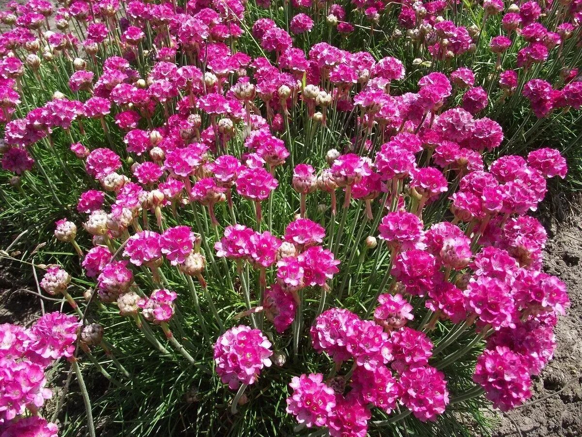 Армерия Приморская. Армерия Приморская (Armeria maritima). Армерия Приморская splendens. Купить армерия приморская