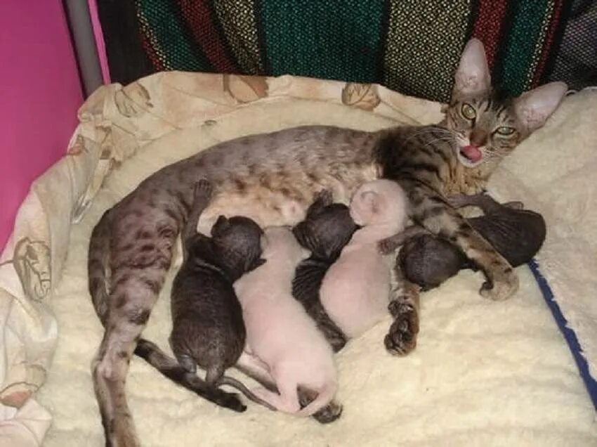 Сколько обычно котят у кошки. Новорожденные бенгальские котята.