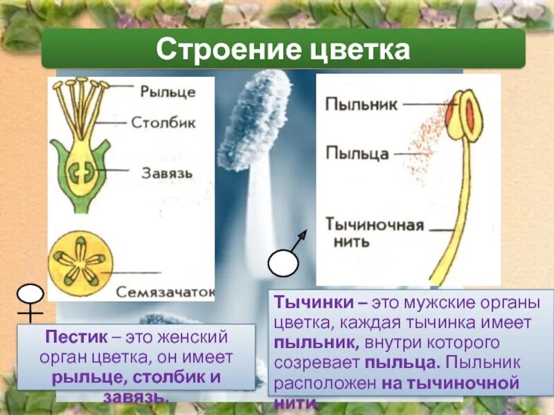 1 пыльца образуется в. Строение пыльцы. Строение тычинки и пыльцы. Строение пыльцы цветка. Строение тычинки пыльника и пыльцы.