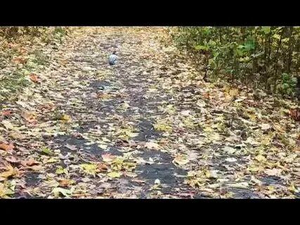 Шум осени слушать