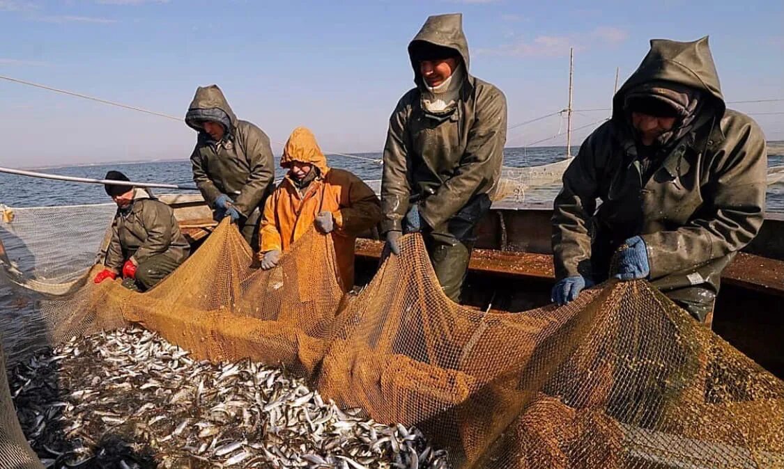 Ловля салаки. Вылов сельди. Рыболовство в Германии. Массовый вылов рыбы. Промысел салаки.