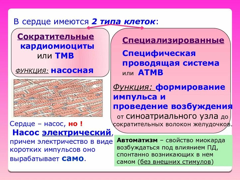 Биологические свойства клетки. Электрические свойства тканей организма. Имеются специализированные клетки. Неспециализированные клетки. Диэлектрические ткани организма.