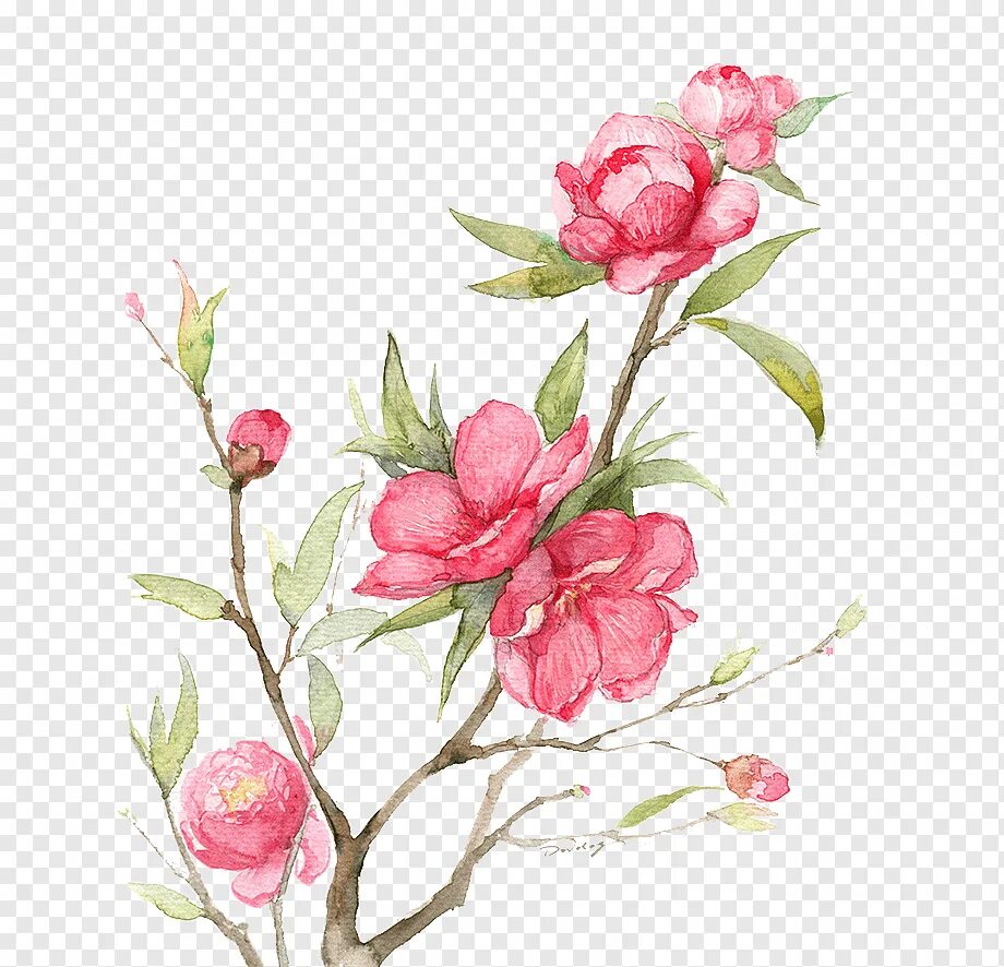 Мелкие цветы акварелью. Розовые Акварельные цветы. Акварельные цветы на прозрачном фоне. Розовый цветок рисунок. Нарисовать розовый цветок