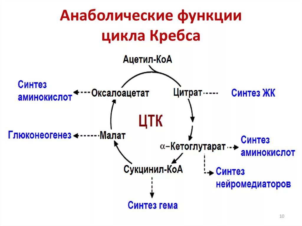 Цикл трикарбоновых кислот Кребса биохимия. Таблица регуляция цикла Кребса. Анаболические реакции цикла Кребса. Анаболические функции цикла Кребса. Реакции образования циклов