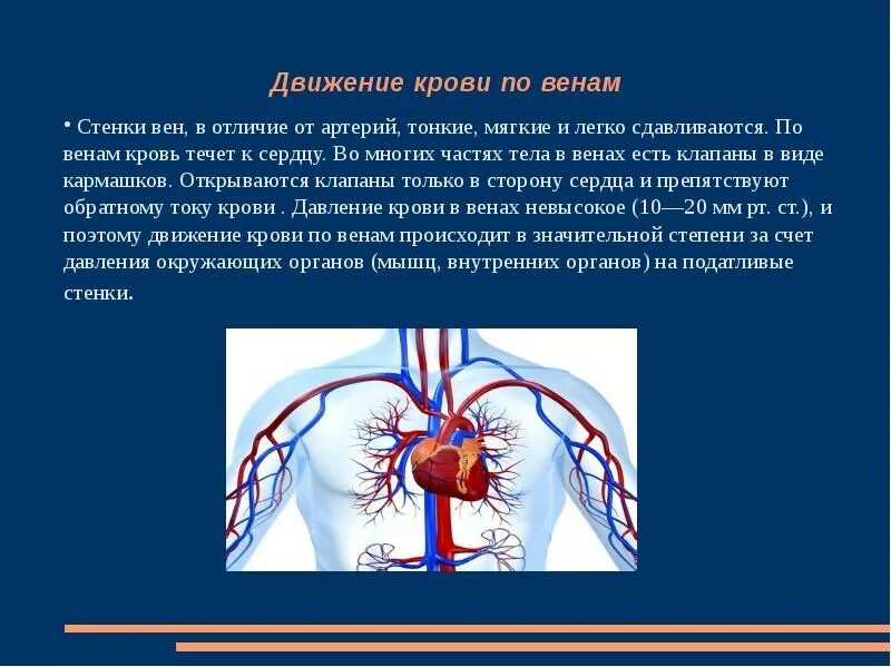 Направления движения артерии