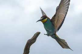 Золотистая щурка (Merops apiaster). Птицы Сибири.