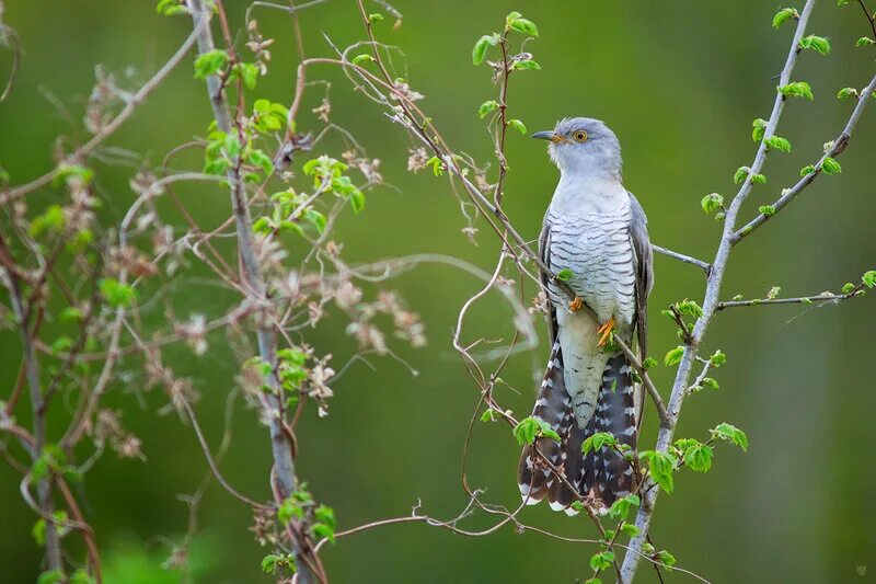 Вдали кукушка куковала. Кукушка Cuckoo. Common Cuckoo Bird. Там Кукушка кукует мое. Кукушки Донбасса фото птицы.