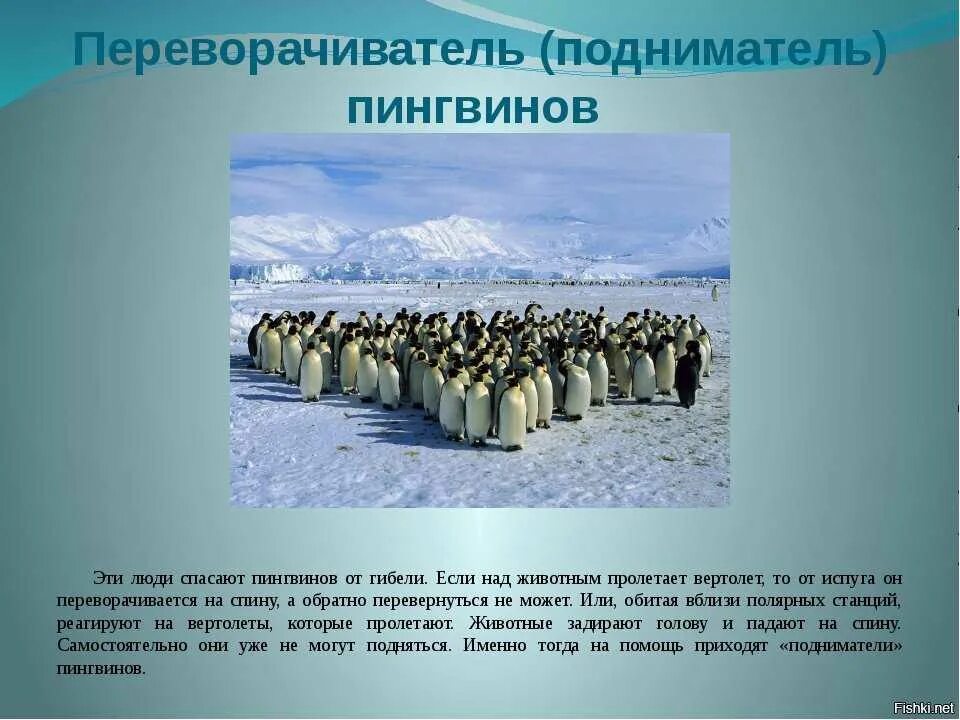 Поднимать пингвинов в антарктиде вакансии. Переворачиватель пингвинов профессия. Редкие профессии переворачиватель пингвинов. ПОДНИМАТЕЛЬ пингвинов профессия. Антарктида переворачиватель пингвинов.