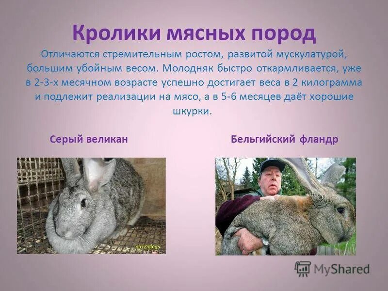 К каким животным относятся кролики. Кролик для презентации. Информация о кроликах. Сообщение о породах кроликов. Породы домашних кроликов.