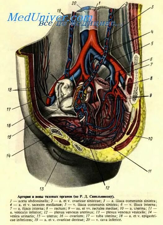 Лимфатические узлы малого таза у мужчин анатомия. Лимфатические узлы органов таза. Тазовые лимфатические узлы у мужчин анатомия. Лимфатические сосуды и узлы таза.