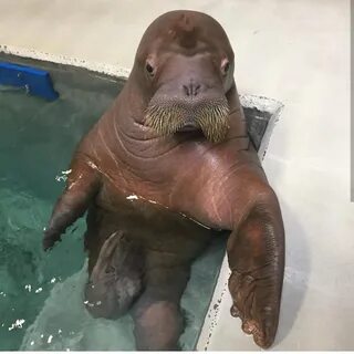 Моржовый