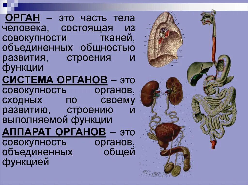 Органы выполняющие общие функции. Классификация органов анатомия. Орган определение. Организм это анатомия определение. Орган определение анатомия.