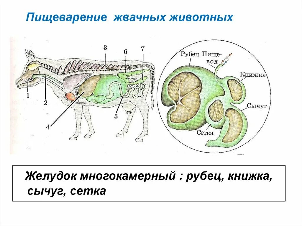 Система пищеварения жвачных парнокопытных. Строение многокамерного желудка КРС. Строение пищеварительной системы жвачных животных. Отделы пищеварительной системы жвачных млекопитающих. Система парнокопытных