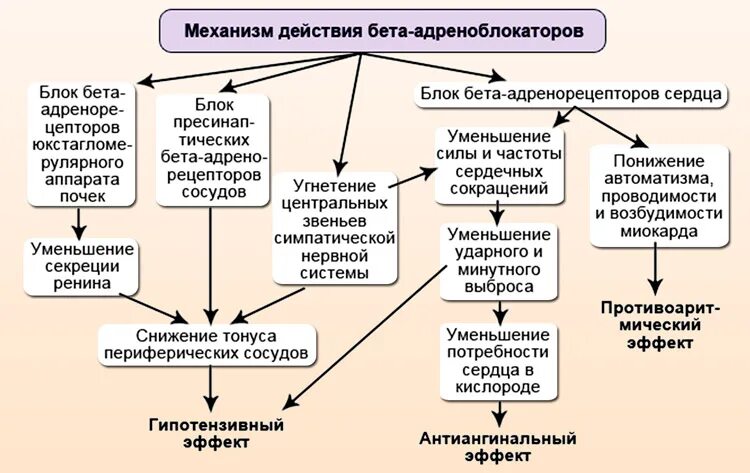 Действие бета. Механизм гипотензивного действия бета адреноблокаторов. механизм действия адреноблокаторов при артериальной гипертензии. механизм антиангинального действия бета адреноблокаторов. схема действия бета блокаторов.