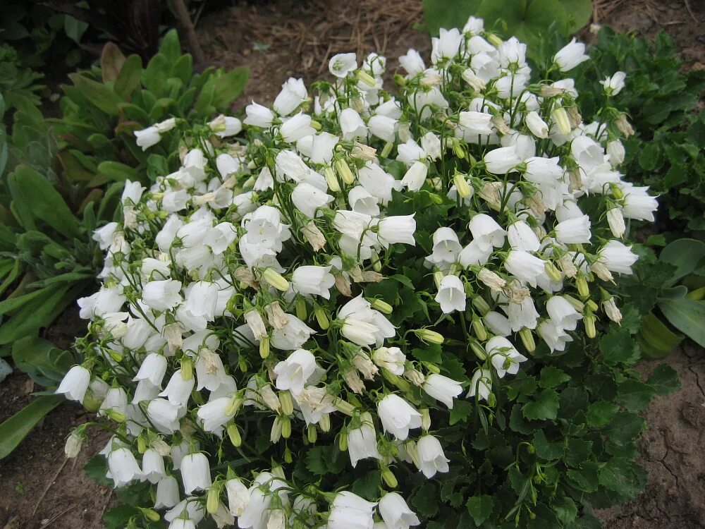 Названия белых многолетних цветов. Колокольчик Карпатский Campanula Carpatica Pearl White. Колокольчик Карпатский Перл Вайт. Колокольчик ложечницелистный (Campanula cochleariifolia).