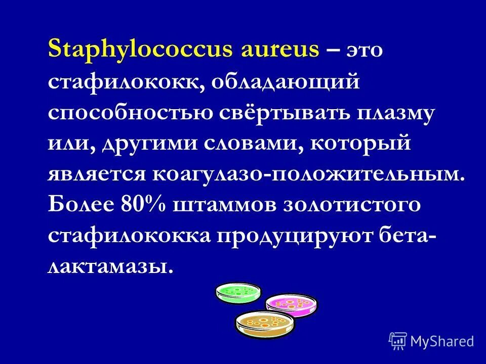 Staphylococcus aureus 10 3. Метициллин-резистентный золотистый стафилококк. Метициллин резистентный стафилококк. Метициллинрезистентные стафилококки устойчивы к.