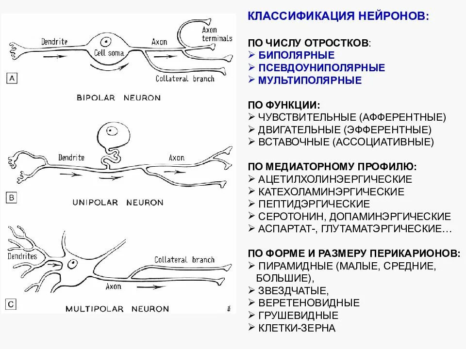 В функции нейронов не входит цифры ответ. Классификация и функции нейронов. афферентные нейроны классификация. классификация нейронов в зависимости от выполняемой функции. нейроны, их строение, классификация по форме и функции..