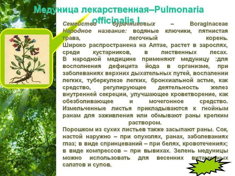 Медуница лекарственная для чего. Медуница целебные свойства растения. целебные свойства медуницы. медуница лечебные свойства. лекарственные свойства медуницы.