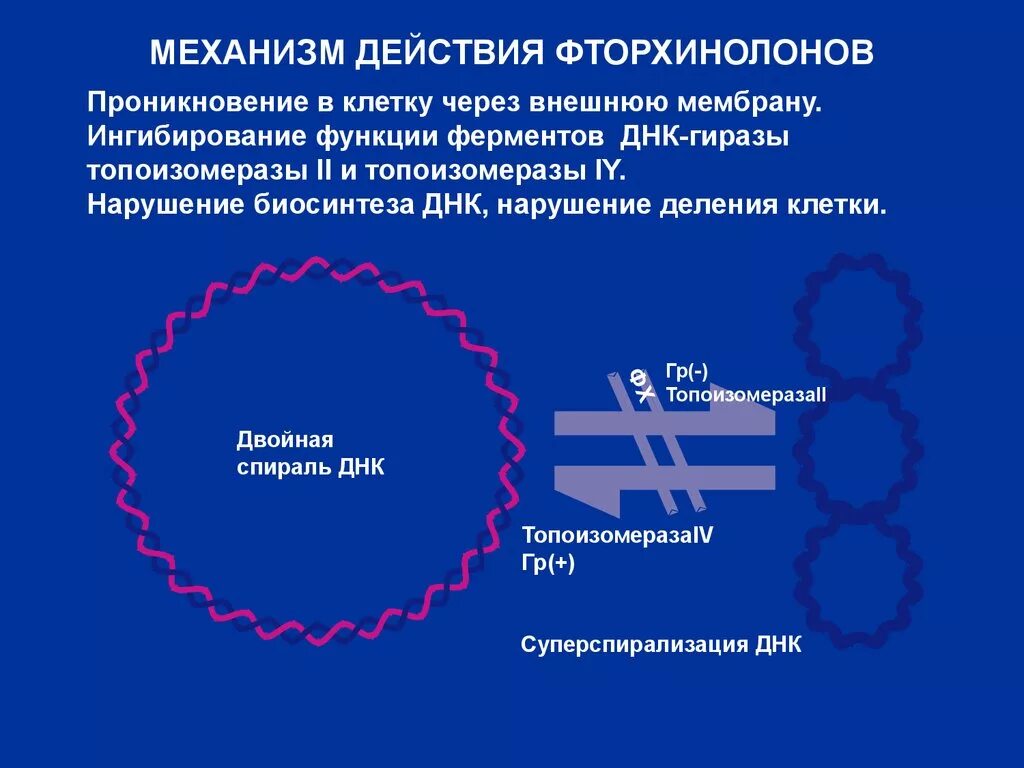 Группа фторхинолонов антибиотики препараты. Механизм действия фторхинолонов фармакология. механизм действия фторхинолона. механизм действия хинолонов фармакология. механизм действия нитрохинолонов.