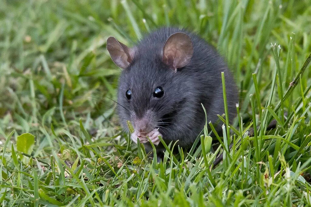 Сонник черных крысы. Крысы Rattus Rattus. Крыса Пасюк черная. Крыса черная Дикая. Черная крыса Rattus Rattus Linnaeus.
