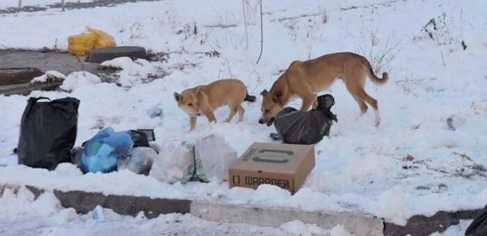 Отлов бездомных животных. Бездомный щенок. Бездомные собаки на войне. Камышловский отлов бродячих собак.