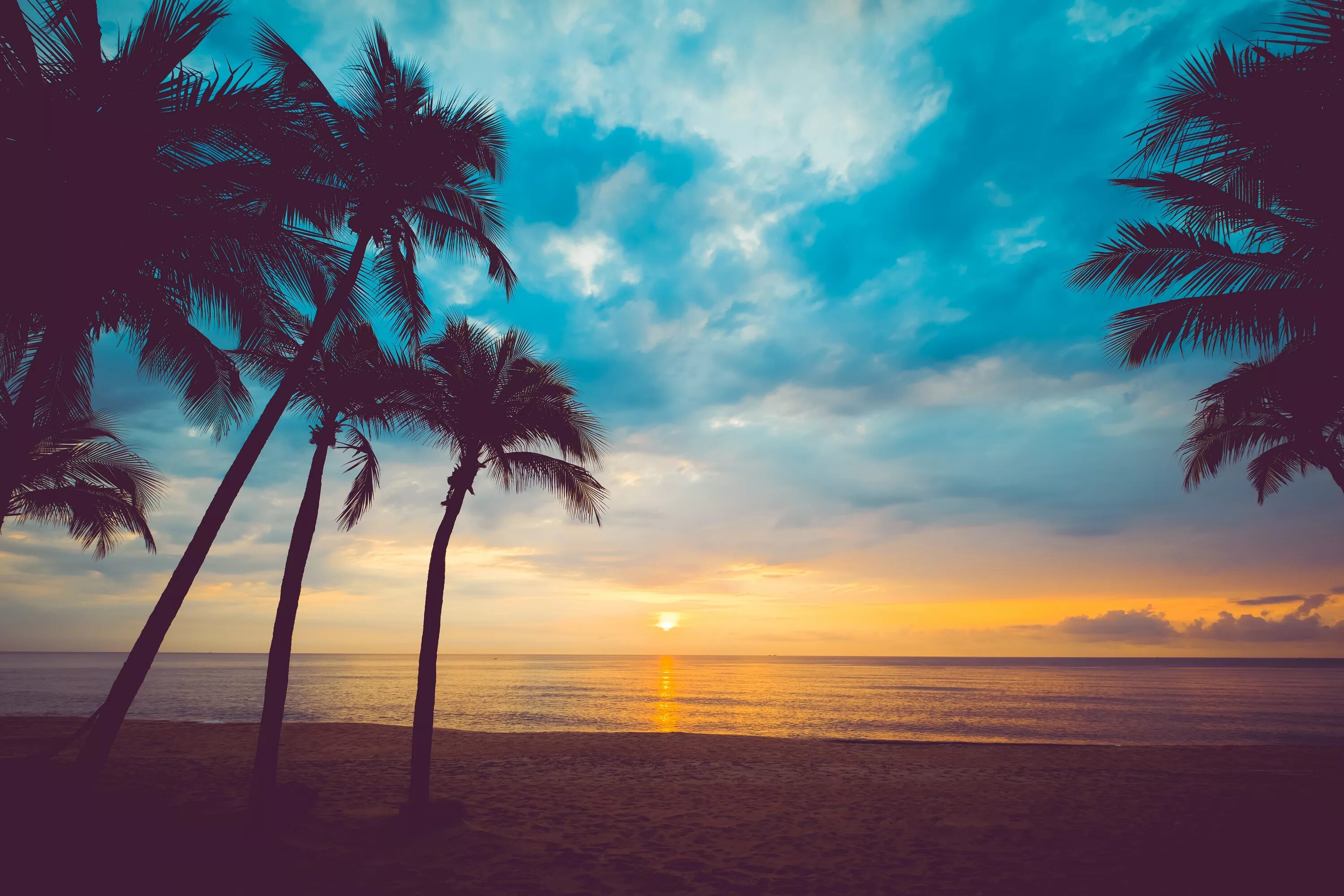 Пальмы панорама. Пальмы на горизонте. Пальмы на горизонте на закате. Море пальмы закат.