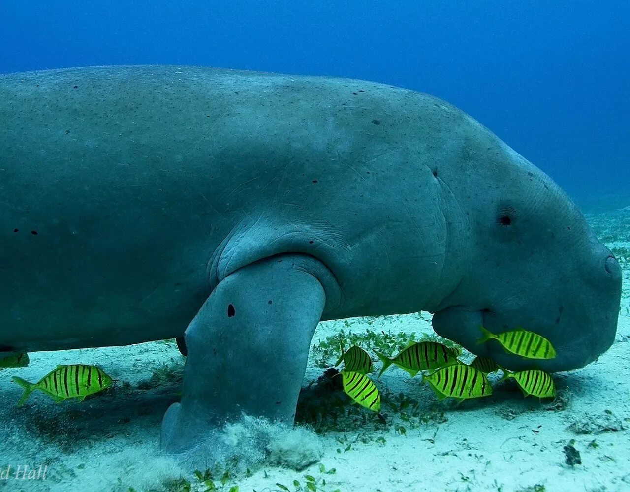 Подводные животные. Дюгонь морская корова. Морское млекопитающее дюгонь. Горбатый кит атлантического океана. Ламантин и дюгонь.