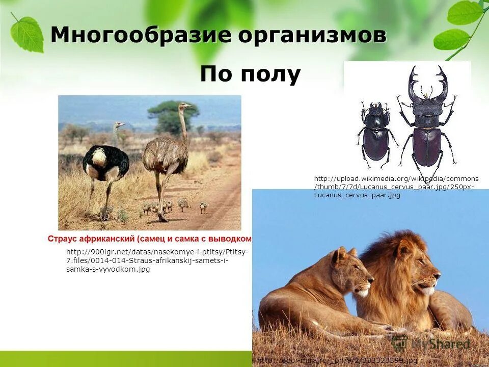 причины разнообразия организмов. сохранение биоразнообразия. причины биологического разнообразия. причины многообразия живых организмов. причины разнообразия организмов.