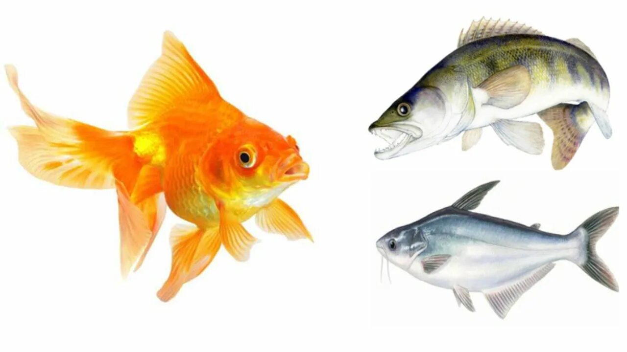 Fish name. Types of Fish. Fish names. Kinds of Fish. Fish pictures and names.