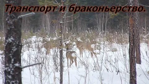 Охота в запрещенное время