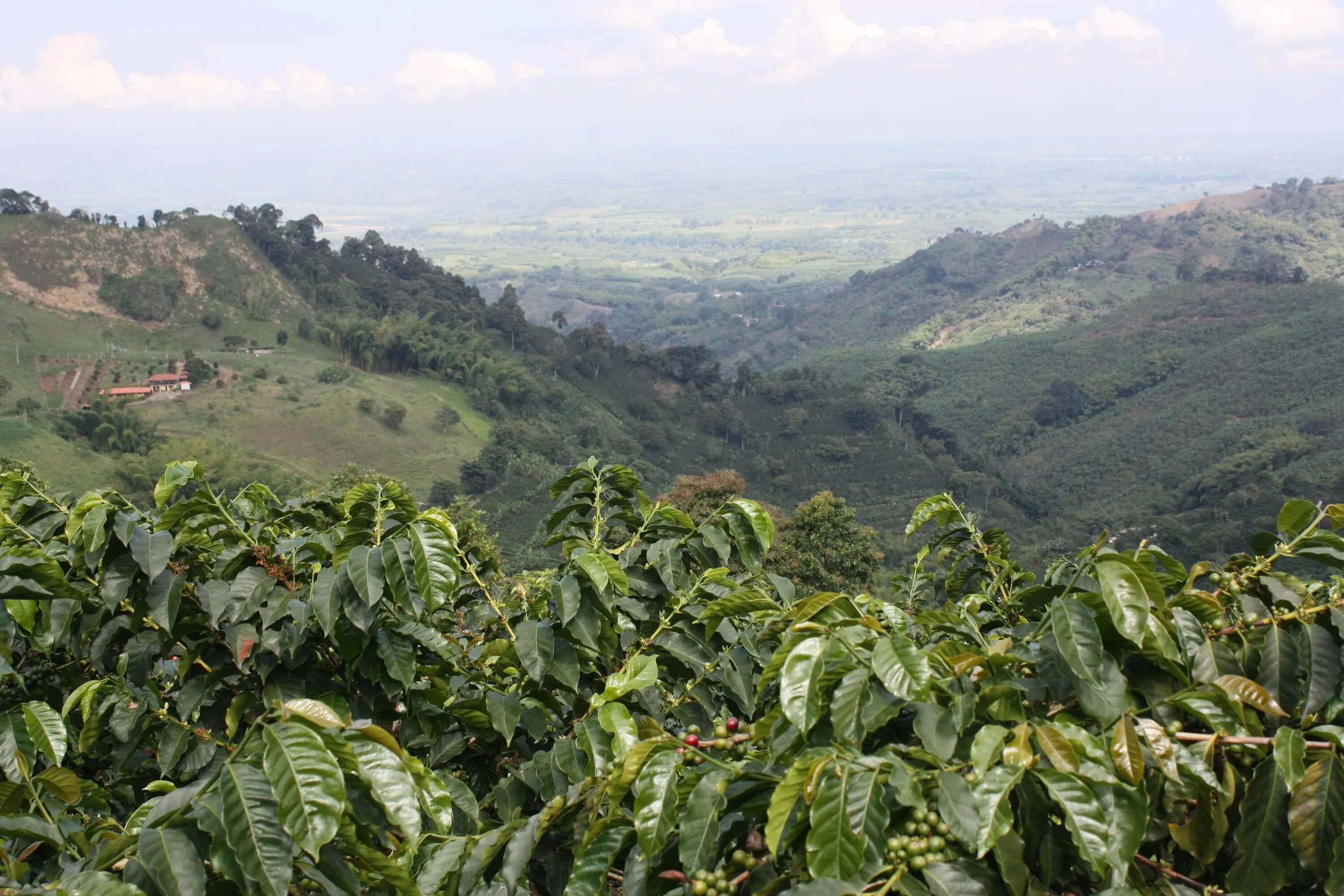 Колумбия страна кофе. Кофейный культурный ландшафт Колумбии. Колумбия кофейные плантации. Плантации кофе в Колумбии. Плантации кофе Южной Америки.