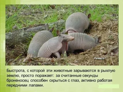 Где живет броненосец