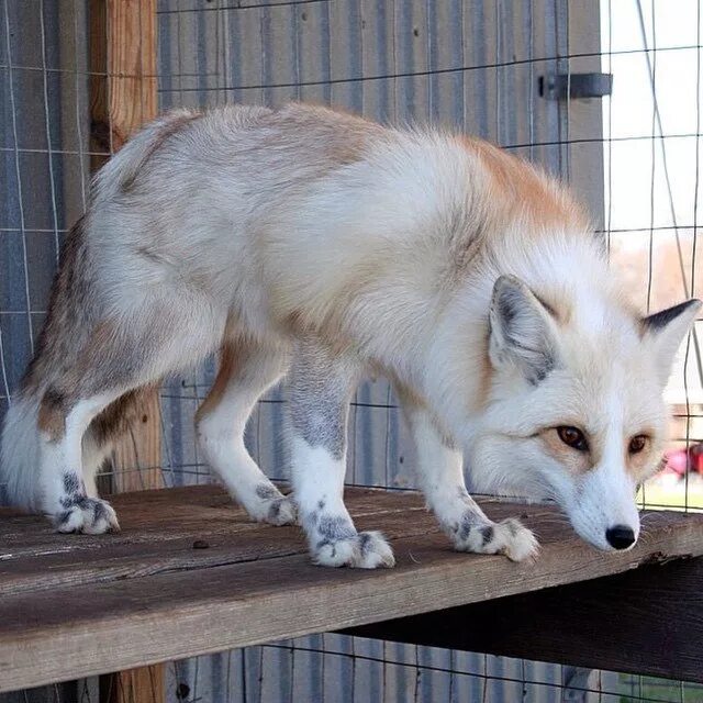 Fox цвет. Лиса Жемчужная крестовка. Платиновая крестовка лиса. Мраморная крестовка лиса. Лиса Мэнсфилдская Жемчужная.