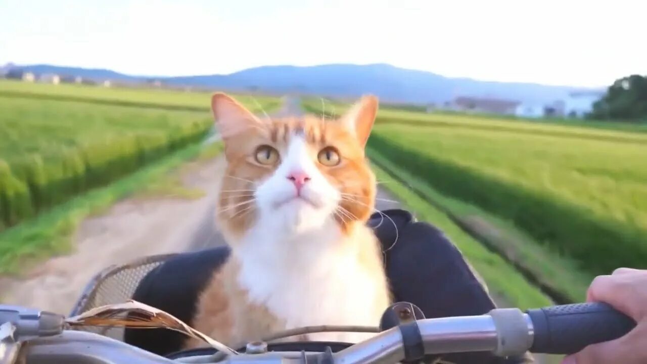 Кот едет на велосипеде. Котик на велосипеде. рыжий кот едет на работу. кот спереди. кот едет верхом.
