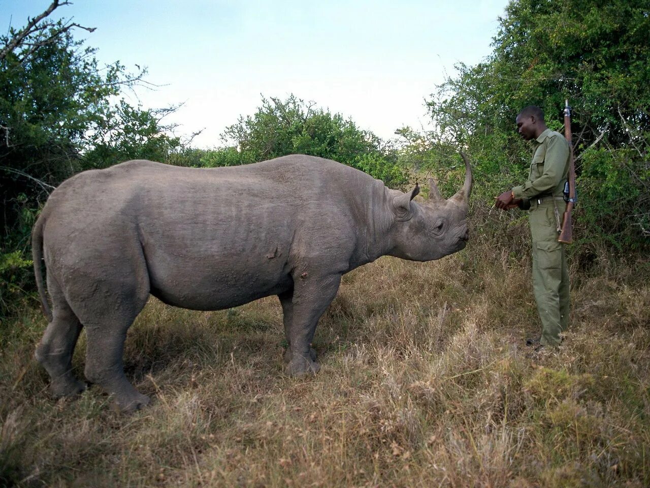Камерунский носорог. Камерунский черный носорог. Цвет носорога. Носорог большой.